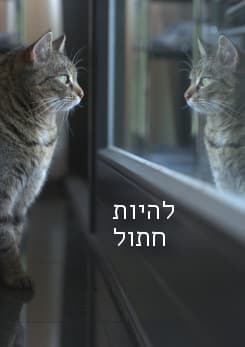 follow cat pstr