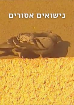 forbidden marriages pstr