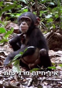 how animals feel pstr